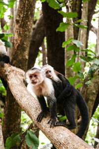 Monkey on tree trunk