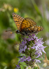 Close-up of butterfly pollinating on purple flower