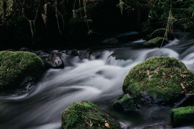 Scenic view of waterfall in forest