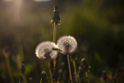 Close-up of dandelion flower on field