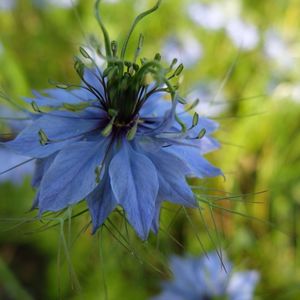 Close-up of purple flowers
