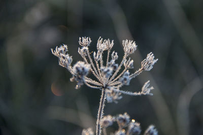 Close-up of frozen plant