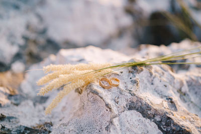 Close-up of lizard on rock