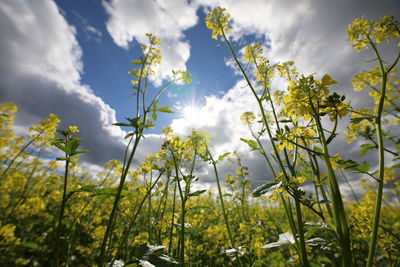 Scenic view of flowering plants on field against sky
