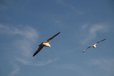 Low angle view of seagulls flying against sky