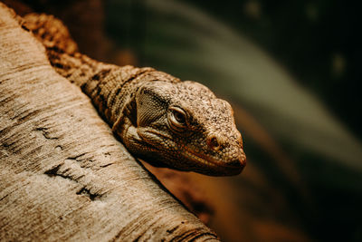 Close-up of a lizard on a tree