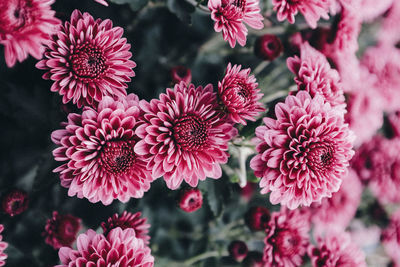 Close-up of pink flowering plants