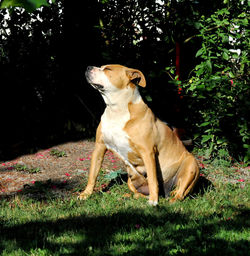 View of dog sitting on field