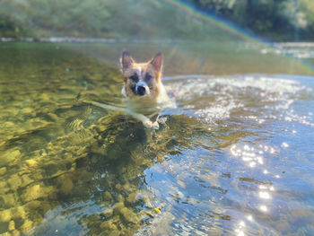 Portrait of dog in water