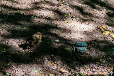 High angle view of bird perching on rock