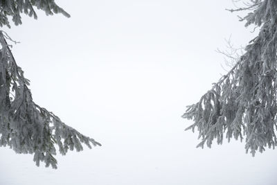 Low angle view of frozen tree against clear sky