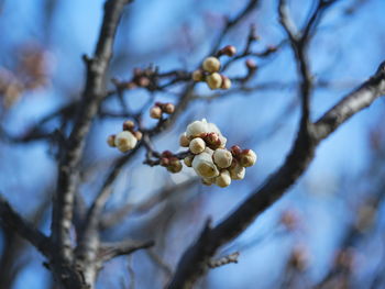 Low angle view of cherry blossom