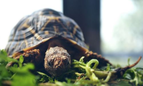 Close-up of tortoise on field