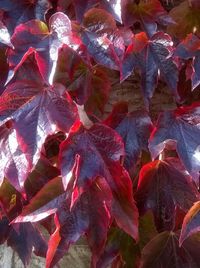 Close-up of leaves