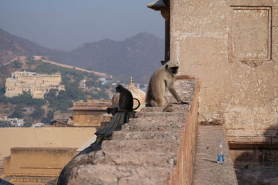 Monkey on a wall of a building