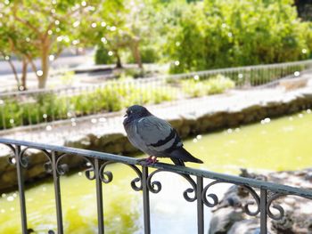 Close-up of pigeon perching on railing