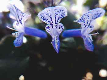 Close-up of purple flowering plant