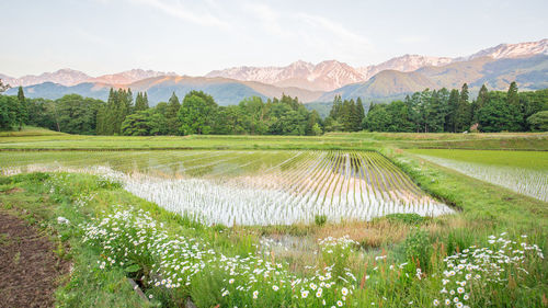 Scenic view of agricultural field against sky