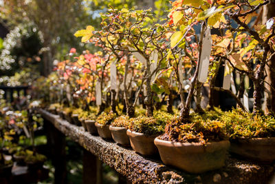 Close-up of plants