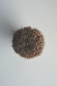 Close-up of thistle against white background