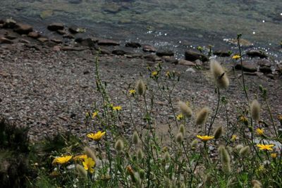 High angle view of yellow flowers on land