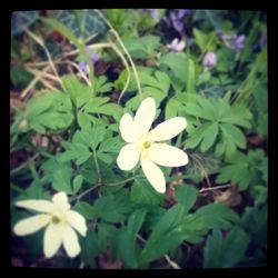 Close-up of white flowers blooming outdoors