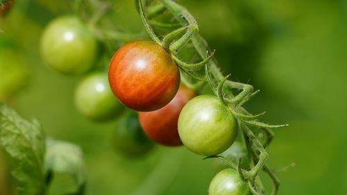 Close-up of fruits growing on tree