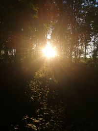 Sunlight streaming through trees in forest