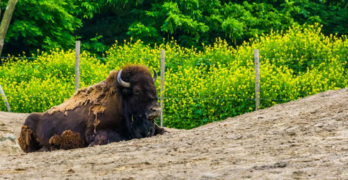 Lion relaxing on a field