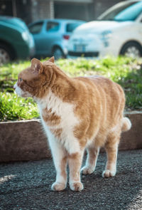 Full length of a cat on street