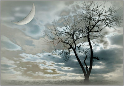 Bare tree against sky