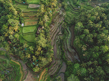 High angle view of trees growing in farm