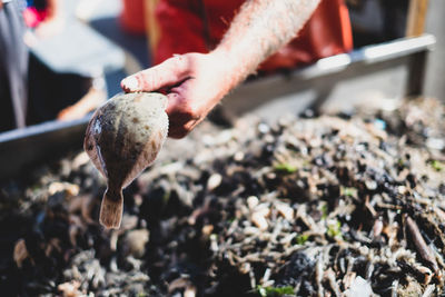 Close-up of hand holding a fish