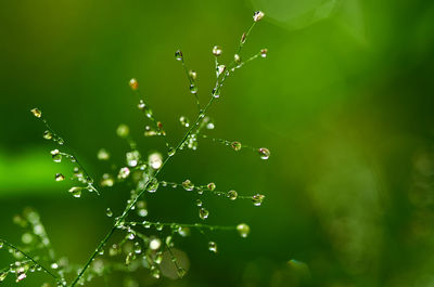 Close-up view of the dew drops on a grass