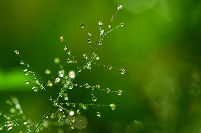 Close-up of water drops on plant