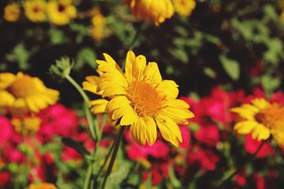 Close-up of yellow flowering plant on field