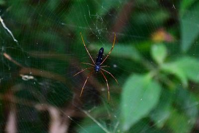 Close-up of spider on web