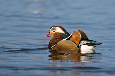 Close-up of mandarin duck swimming in lake