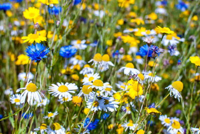 Close-up of yellow crocus flowers blooming on field