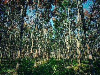 Trees growing in forest