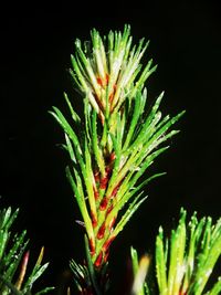 Close-up of plant at night