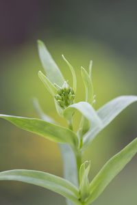 Close-up of fresh green plant