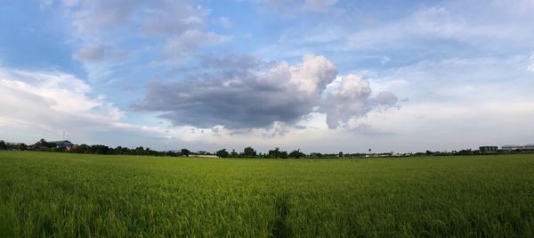 Scenic view of agricultural field against sky