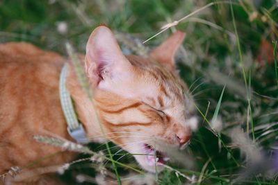 Close-up of cat