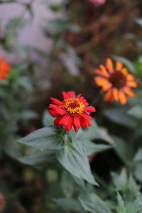 Close-up of red flowering plant