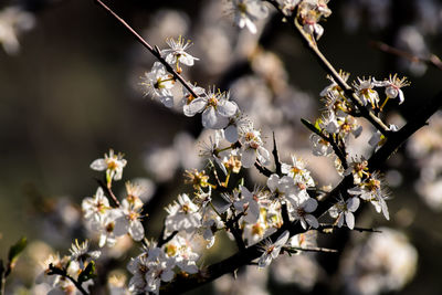 Close-up of cherry blossom