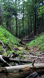 Trees in forest