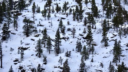 Pine trees on snow covered field
