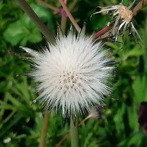 Close-up of dandelion