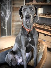 Portrait of black dog sitting at home